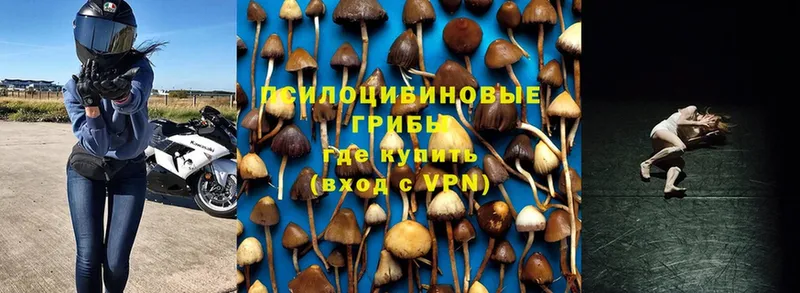 что такое   Алейск  Галлюциногенные грибы Cubensis 